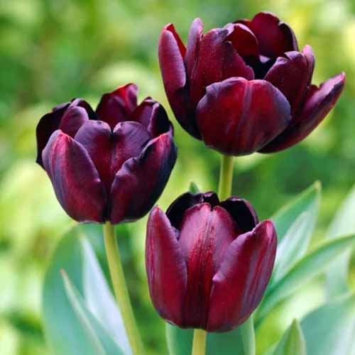 A square product photo of Queen of the Night tulips. The blooms are a deep burgundy in color.