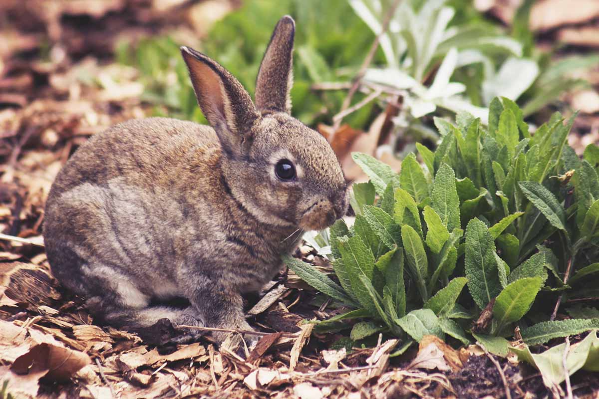 A close up horizontal image of a rabbit eating leaves in the garden.