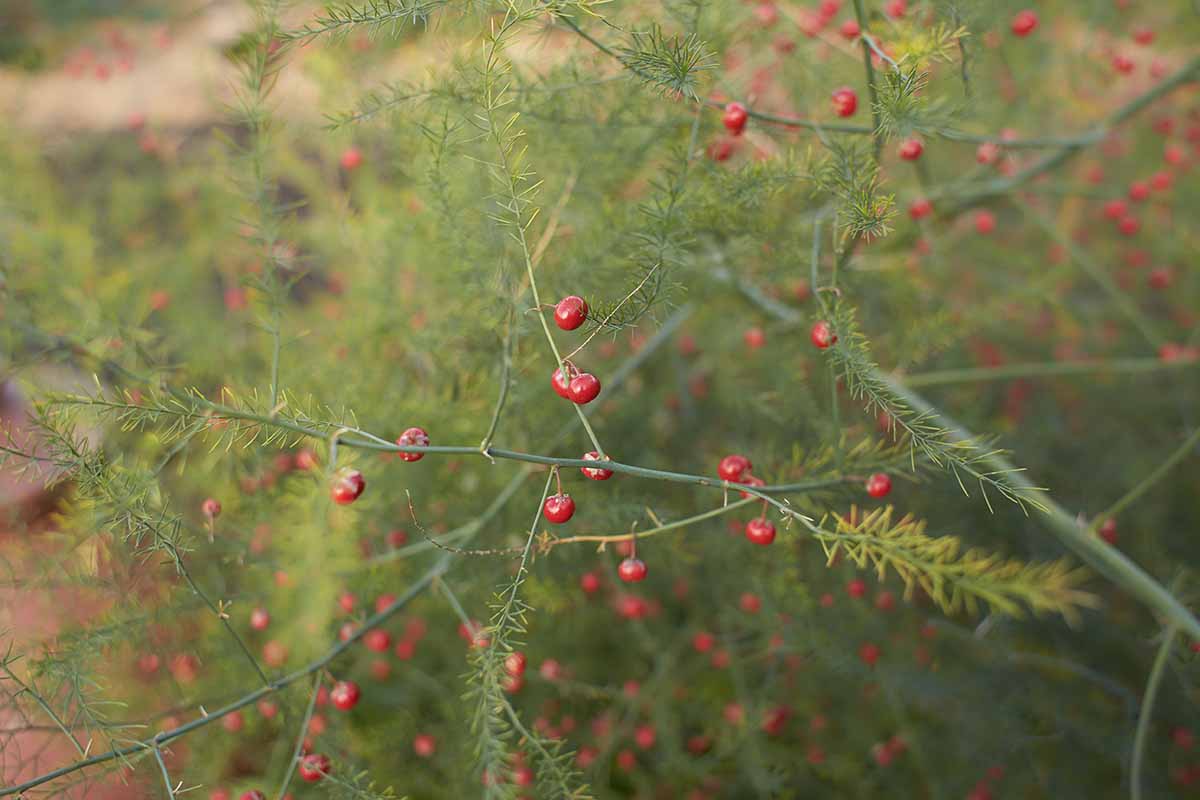 A horizontal image of the red berries on a female asparagus fern.
