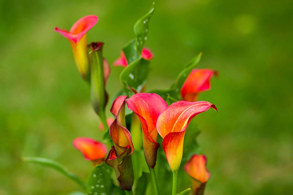 A horizontal photo of several calla lily plants in the garden with red blooms.