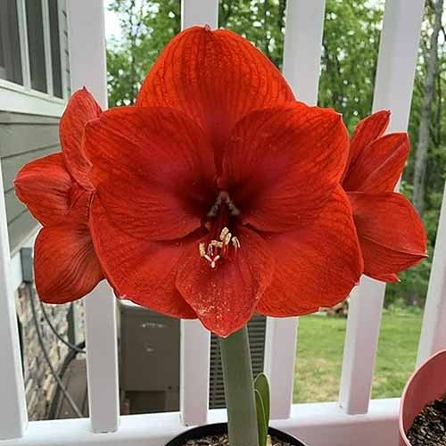 A close up of the huge red blooms of 'Red Lion' amaryllis growing on a balcony outdoors.