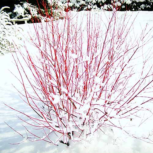 A square product photo of the Red Osier dogwood shrub in the snow of a winter garden.