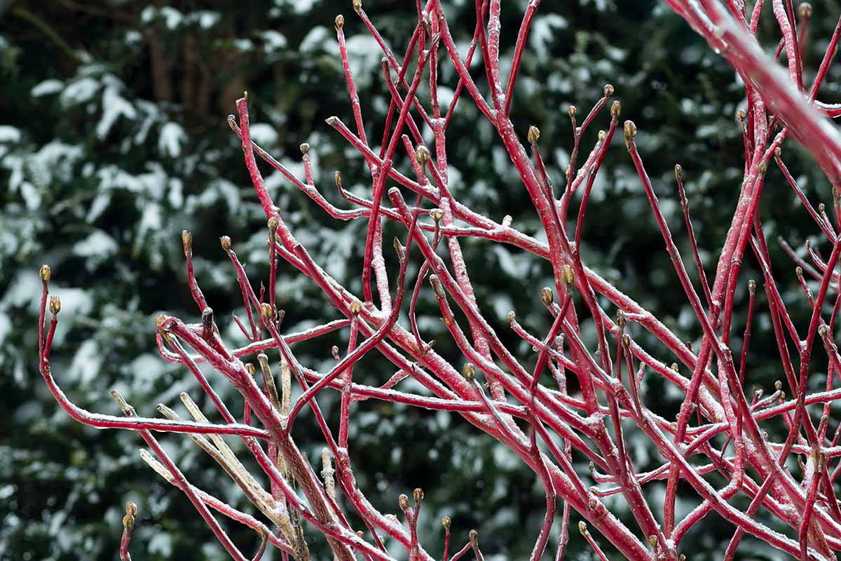 A horizontal closeup of red twig dogwood limbs in a winter garden.