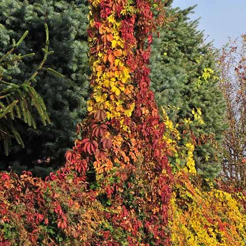 A square product shot of Red Wall Virginia creeper growing up a wall. The plant has varying shades of foliage from yellow to orange to red.