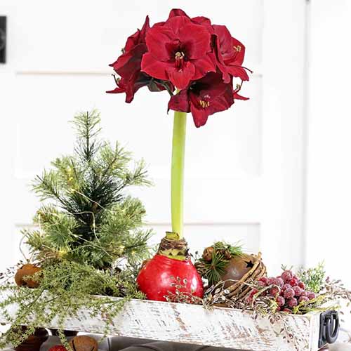 A close up of a red-blooming waxed amaryllis bulb in a holiday centerpiece.