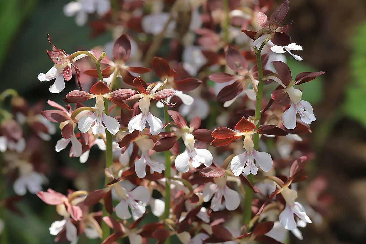 A horizontal closeup of a blooming Calanthe discolor orchid with white blooms and dark red leaves.