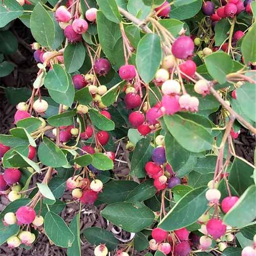 A square image of the red and purple berries of a 'Regent' Saskatoon serviceberry growing in the garden.