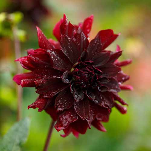 A close up square image of a deep red 'Rip City' dahlia pictured on a soft focus background.