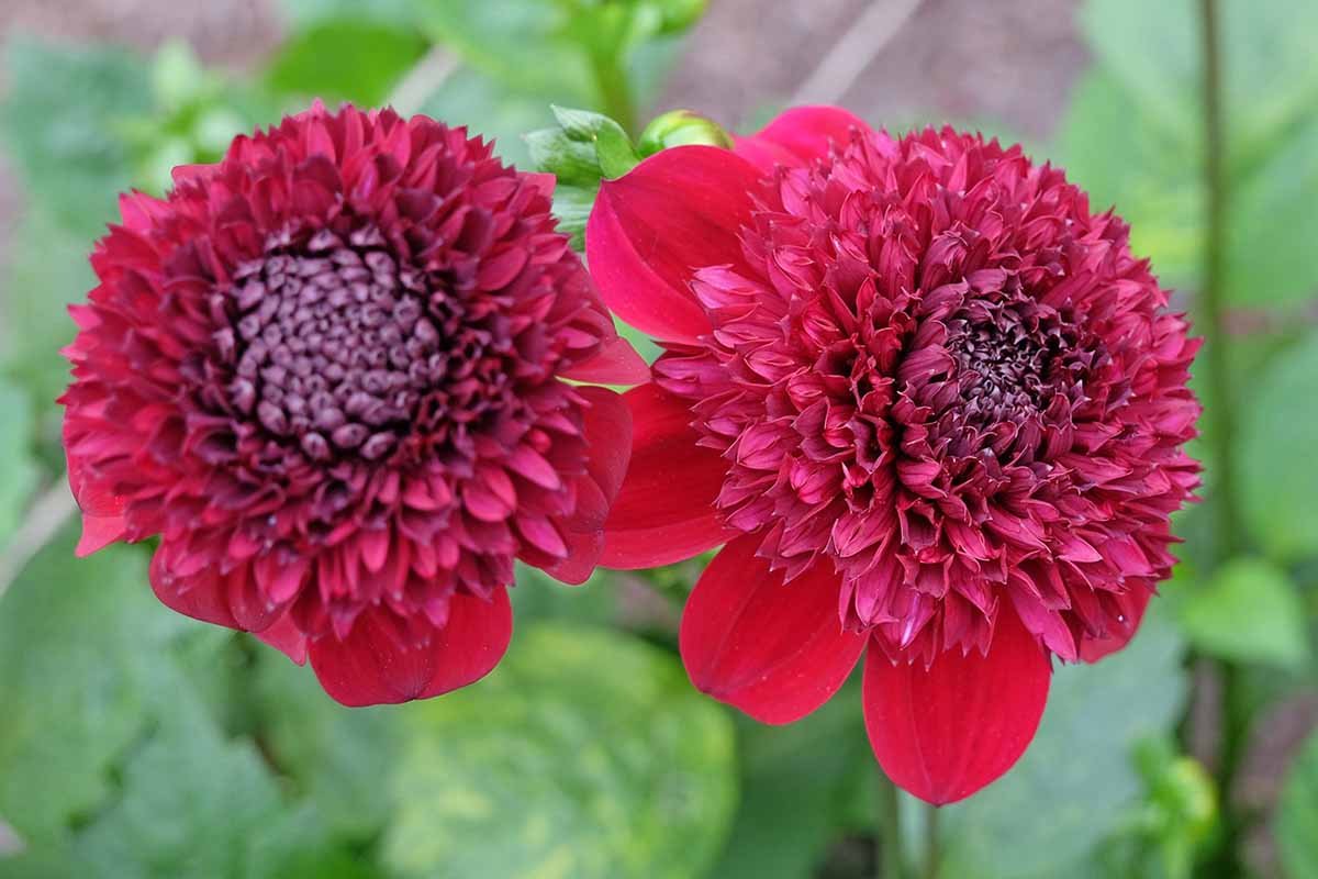 A close up horizontal image of 'Rosie Raven' dahlias growing in the garden pictured on a soft focus background.