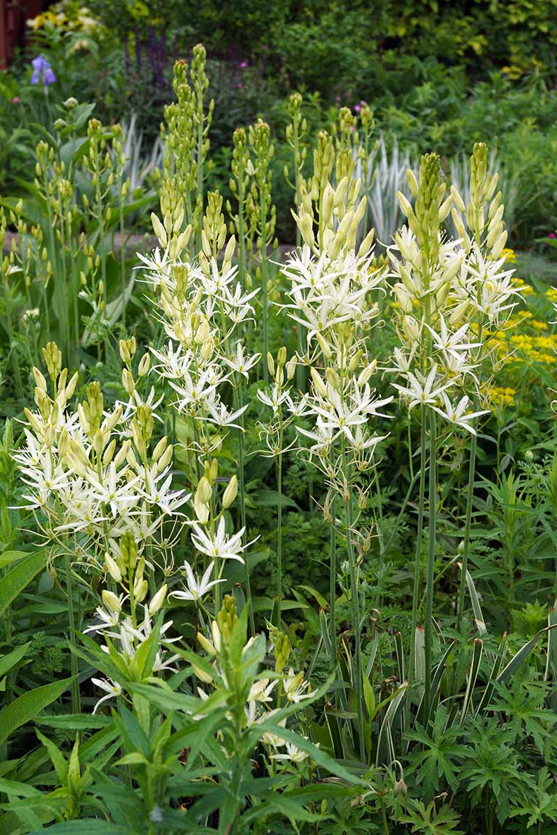 A vertical photo of several Sacajawea camassia plants with white blooms in the wild.