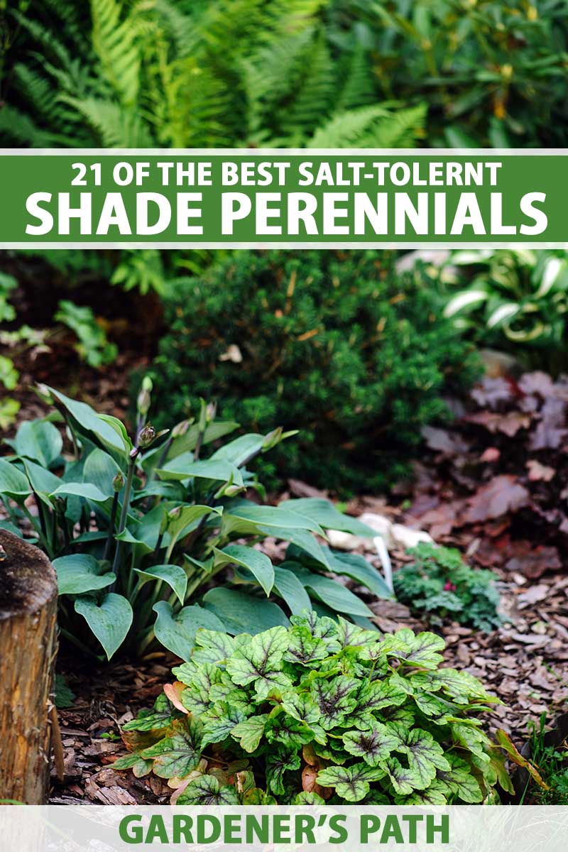 A vertical photo of various shade perennial plants in a shaded garden. Green and white text span the center and bottom of the frame.