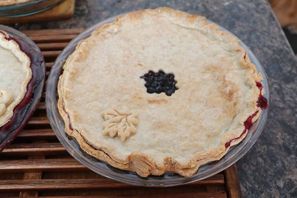 A close up horizontal image of a freshly baked Saskatoon berry pie set on a wooden surface.