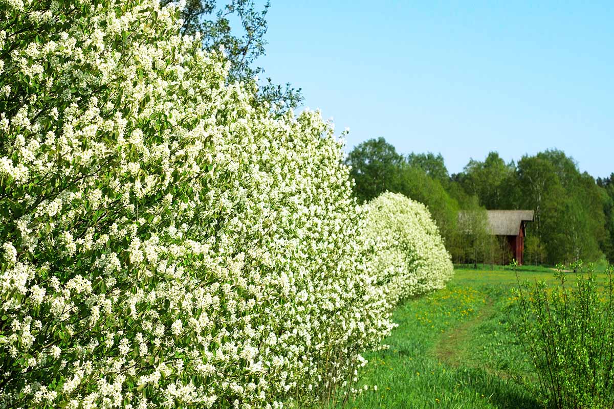 A horizontal image of Saskatoon serviceberry shrubs growing as a hedge, in full bloom.