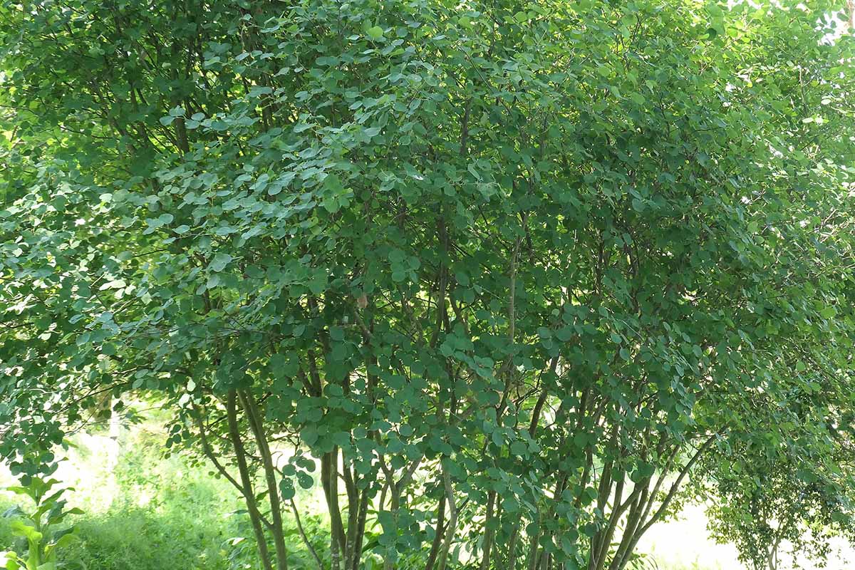 A horizontal image of a large multistemmed Saskatoon serviceberry shrub growing in the garden.