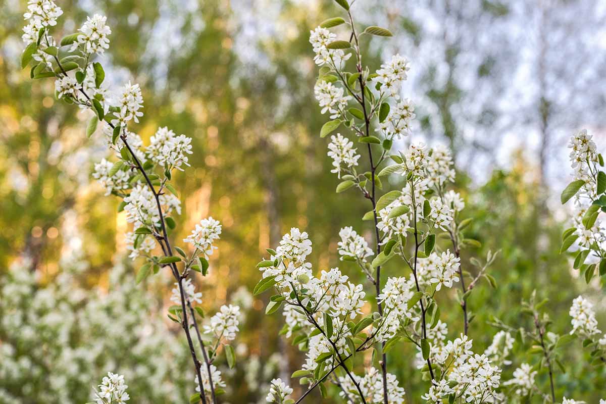 A horizontal image of the branches and flowers of a Saskatoon serviceberry (Amelanchier alnifolia) growing in the garden.