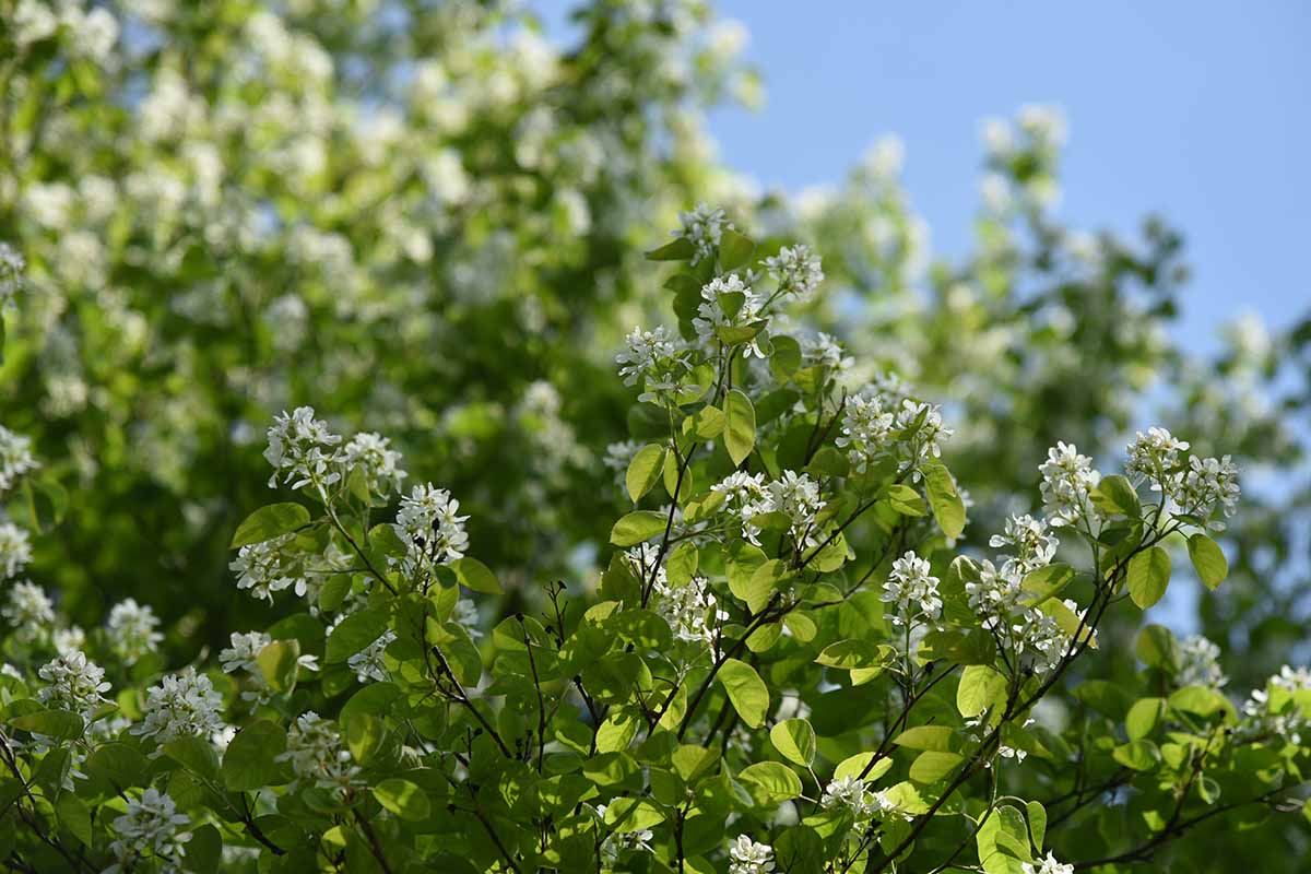 A horizontal image of the branches and flowers of a Saskatoon serviceberry (Amelanchier alnifolia) growing in the garden.