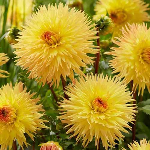 A close up square image of yellow 'Sassafras' dahlia flowers growing in the garden.