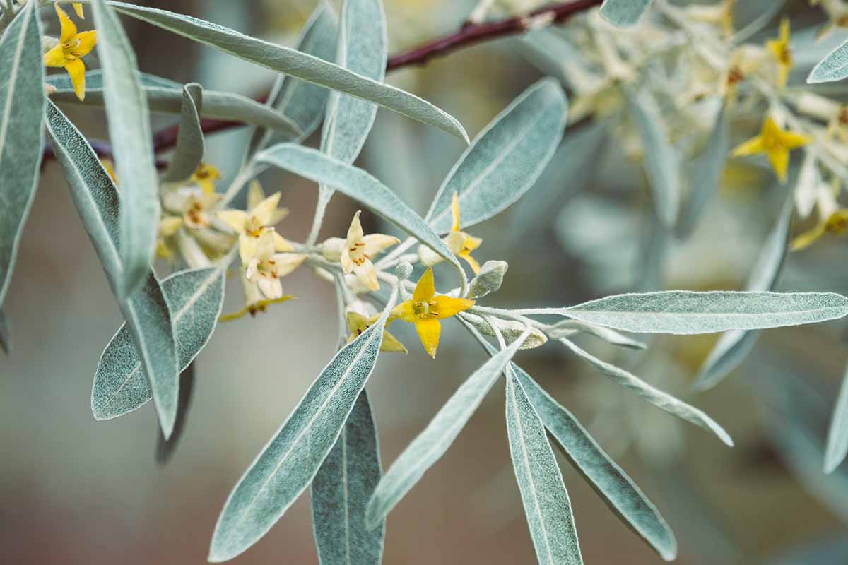 A close up horizontal image of the silvery foliage and small yellow flowers pictured on a soft focus background.