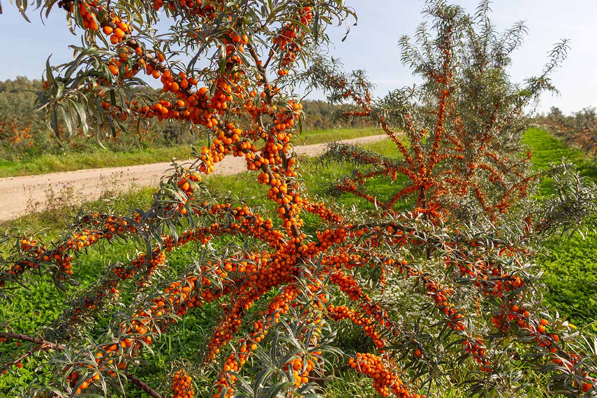 A horizontal image of a wild sea buckthorn with ripe orange berries growing by the side of a dirt track.