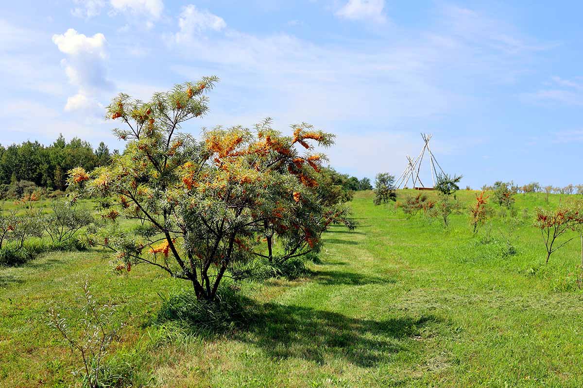A horizontal image of sea buckthorn shrubs growing in a field pictured in bright sunshine on a blue sky background.
