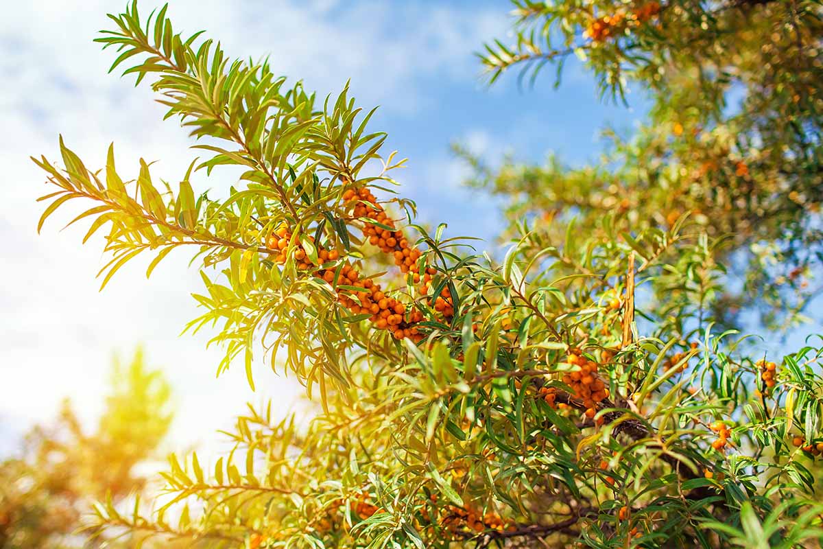 A horizontal image of sea buckthorn growing in the garden pictured in bright sunshine on a blue sky background.
