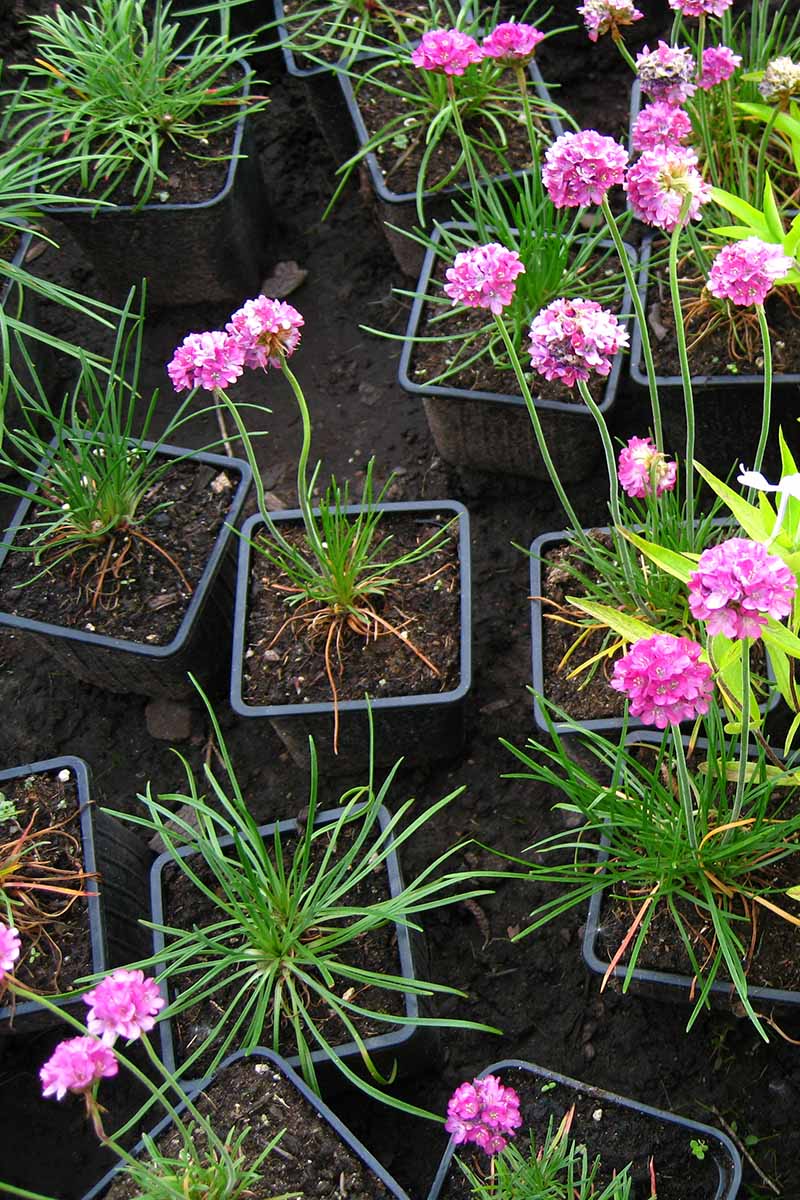 A close up vertical image of potted sea thrift plants, some with pink flowers.