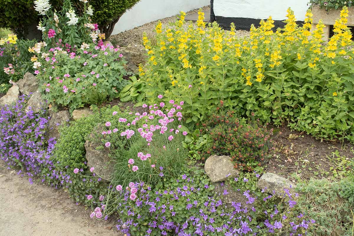 A horizontal image of a mixed garden border with a variety of colorful flowers including loosestrife, geraniums, and pink sea thrift.