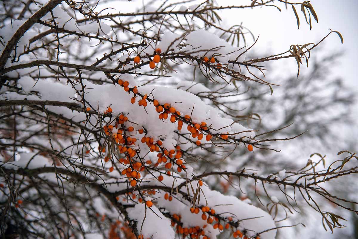 A close up horizontal image of sea buckthorn branches laden with berries covered with snow in winter.