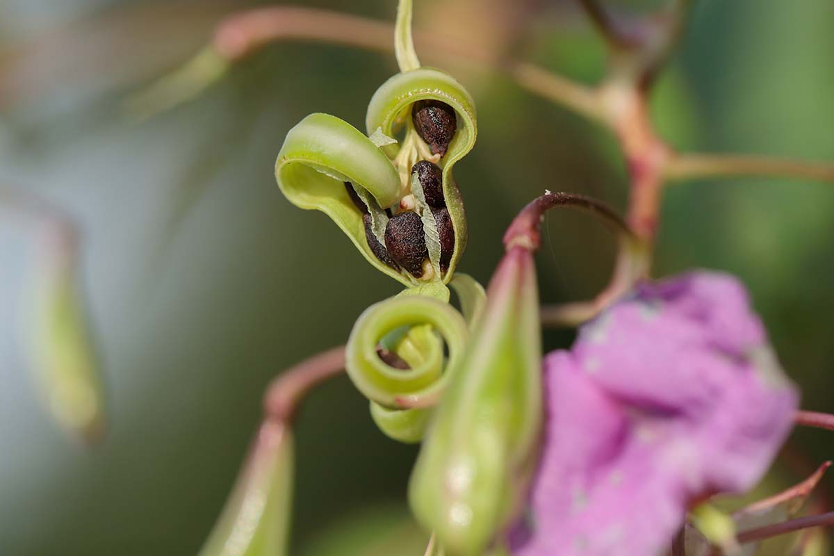 A horizontal close up photo of a pod on an impatiens plant that has burst open.