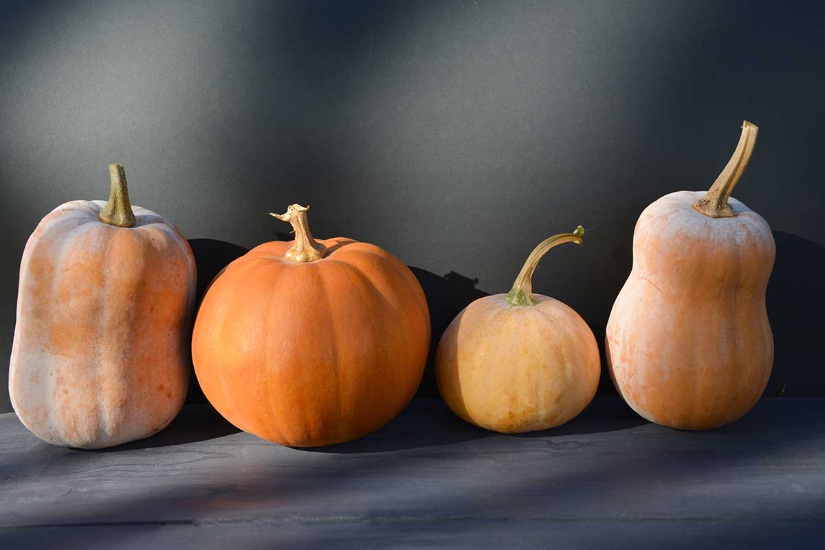 A horizontal photo of a line of winter squash fruits set against a black background.