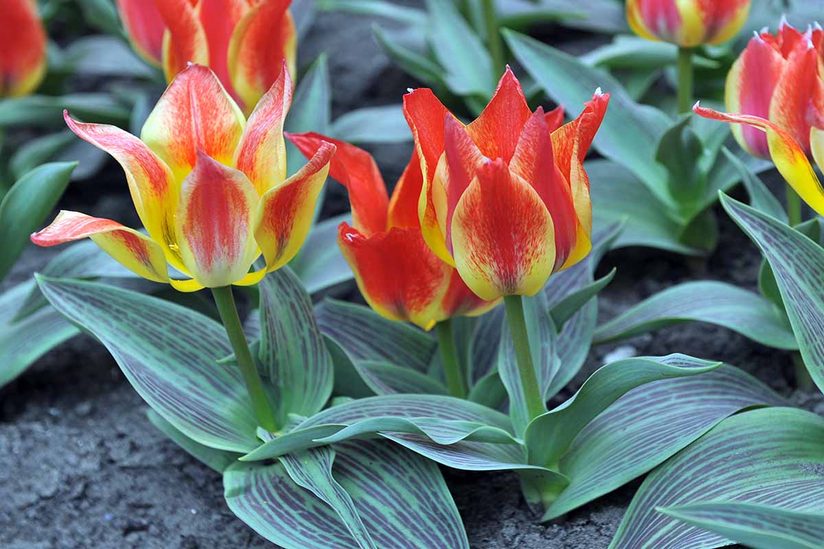 A horizontal phtoo of several red and yellow Greigii tulips growing in a garden.