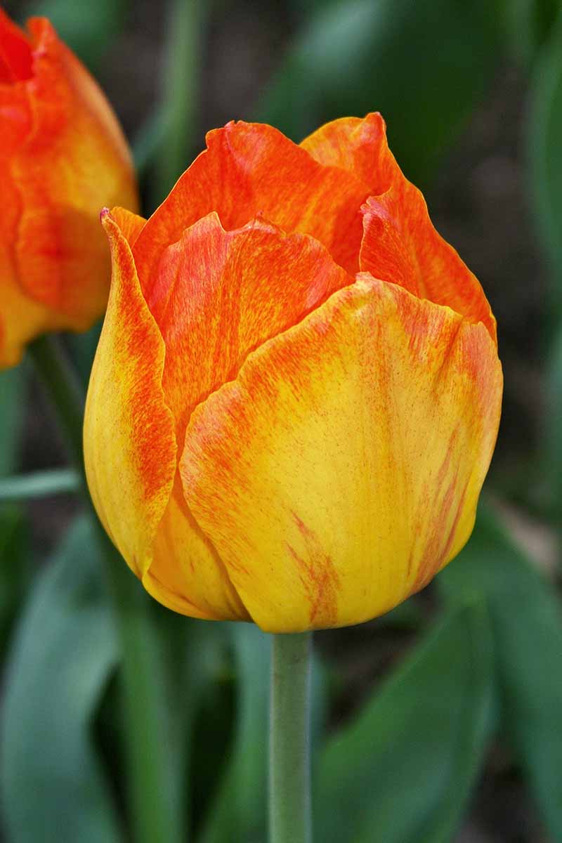 A vertical close up shot of a single 'Easter Surprise' Greigii tulip where the bloom starts at the base as yellow and fades into a bright red-orange.