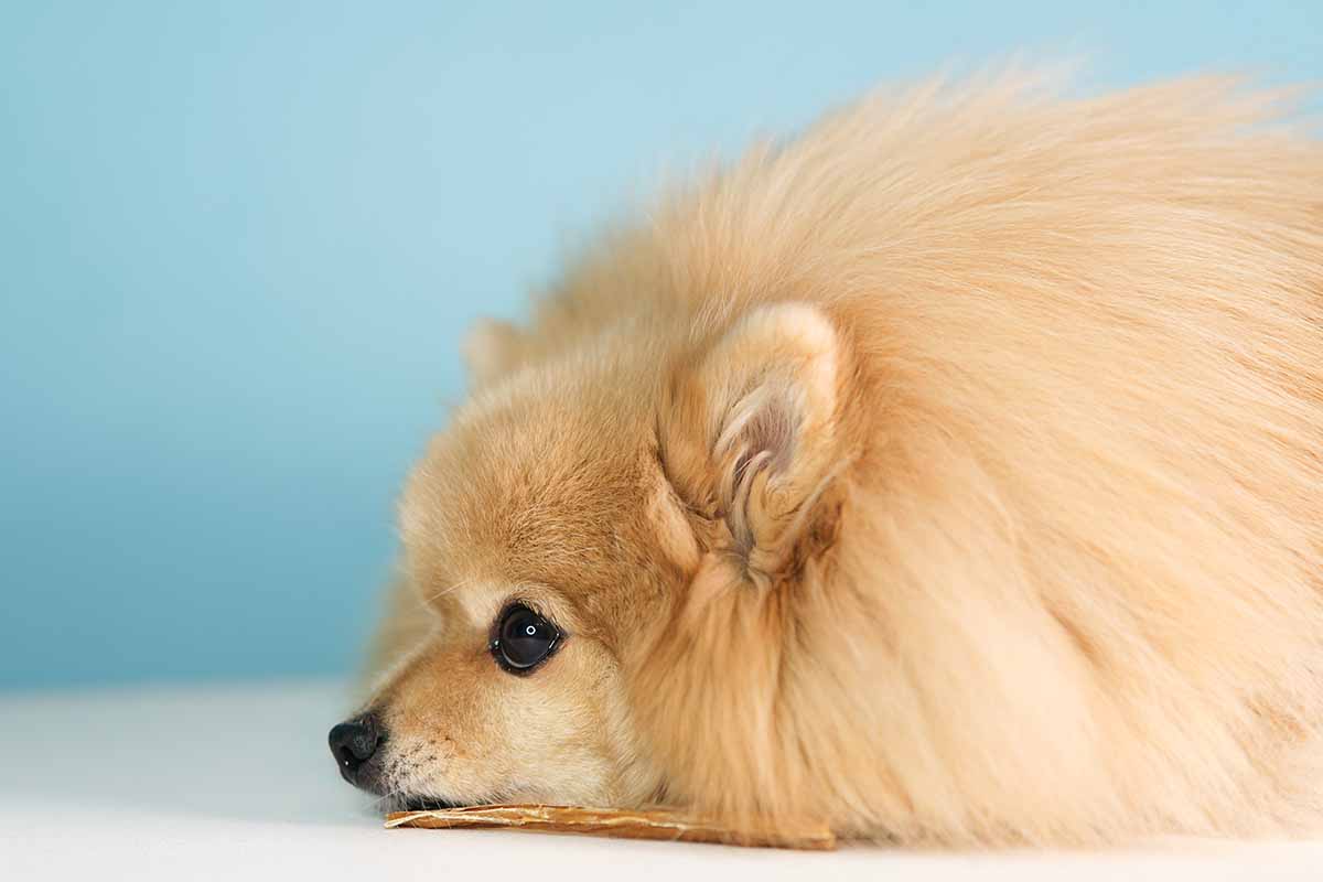 A close up horizontal image of a small pomeranian lying on a white surface looking rather sad.
