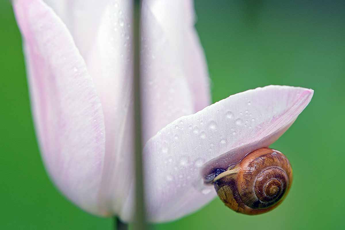 A horizontal close up of a snail on the underside of a dew-covered light pink tulip.