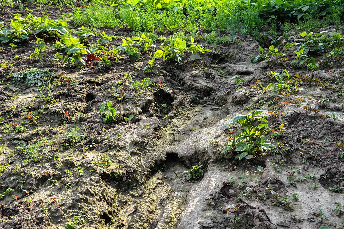 A horizontal image of an area of the garden that has been damaged by heavy rain eroding the soil.