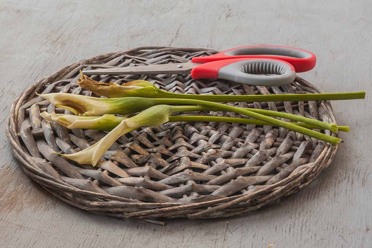 A horizontal photo of several spent calla lily stems on a wicker plate with a pair of red handled scissors next to them.