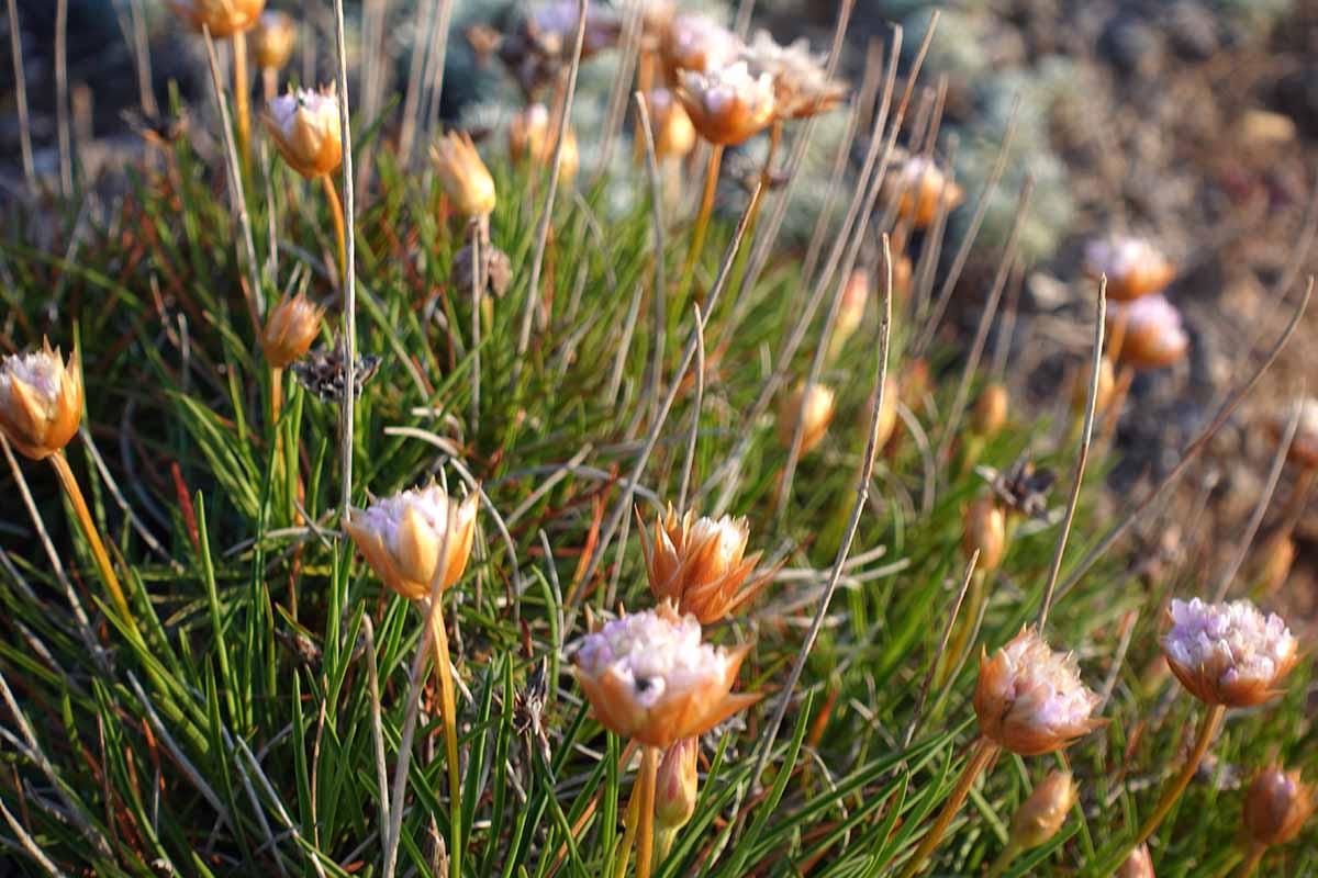 A close up of the spent flowers of pink sea thrift pictured in light sunshine on a soft focus background.
