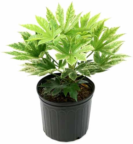 A square product photo of a Spider Web fatsia in a black nursery pot.