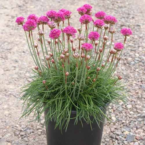 A close up square image of 'Splendens' sea thrift with bright pink flowers growing in a container.
