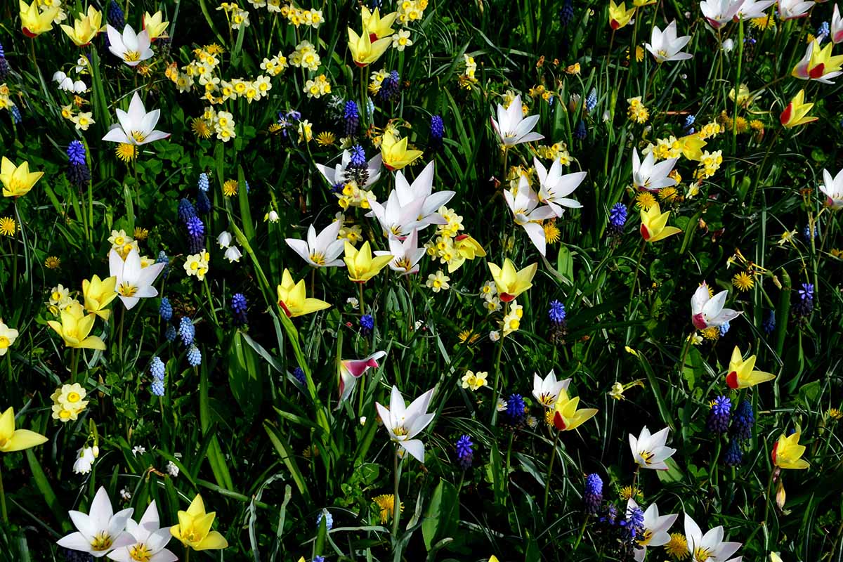 A horizontal photo of a meadow planted with tulips, daffodils, and muscari.