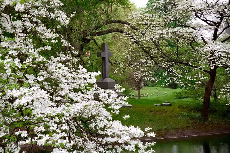 A horizontal image of 'Spring Grove' dogwoods in full bloom in a cemetary.