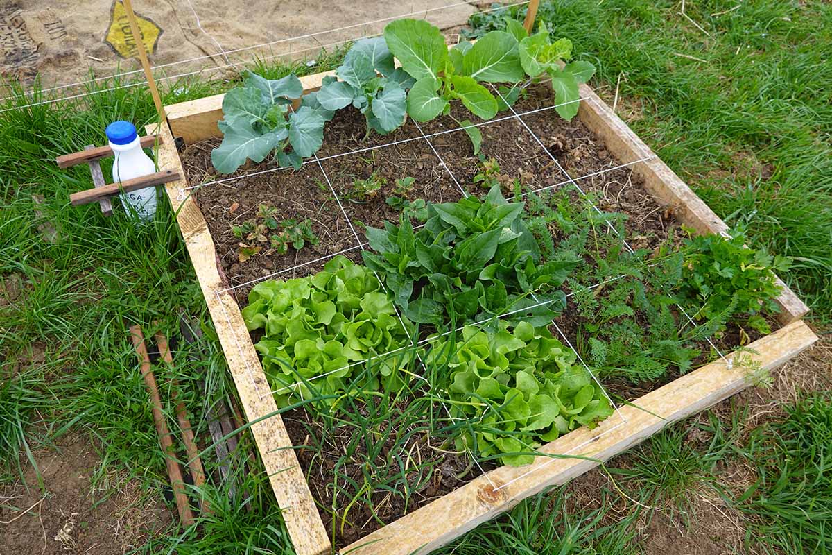 A horizontal image of a raised bed marked out as a square foot garden bed.