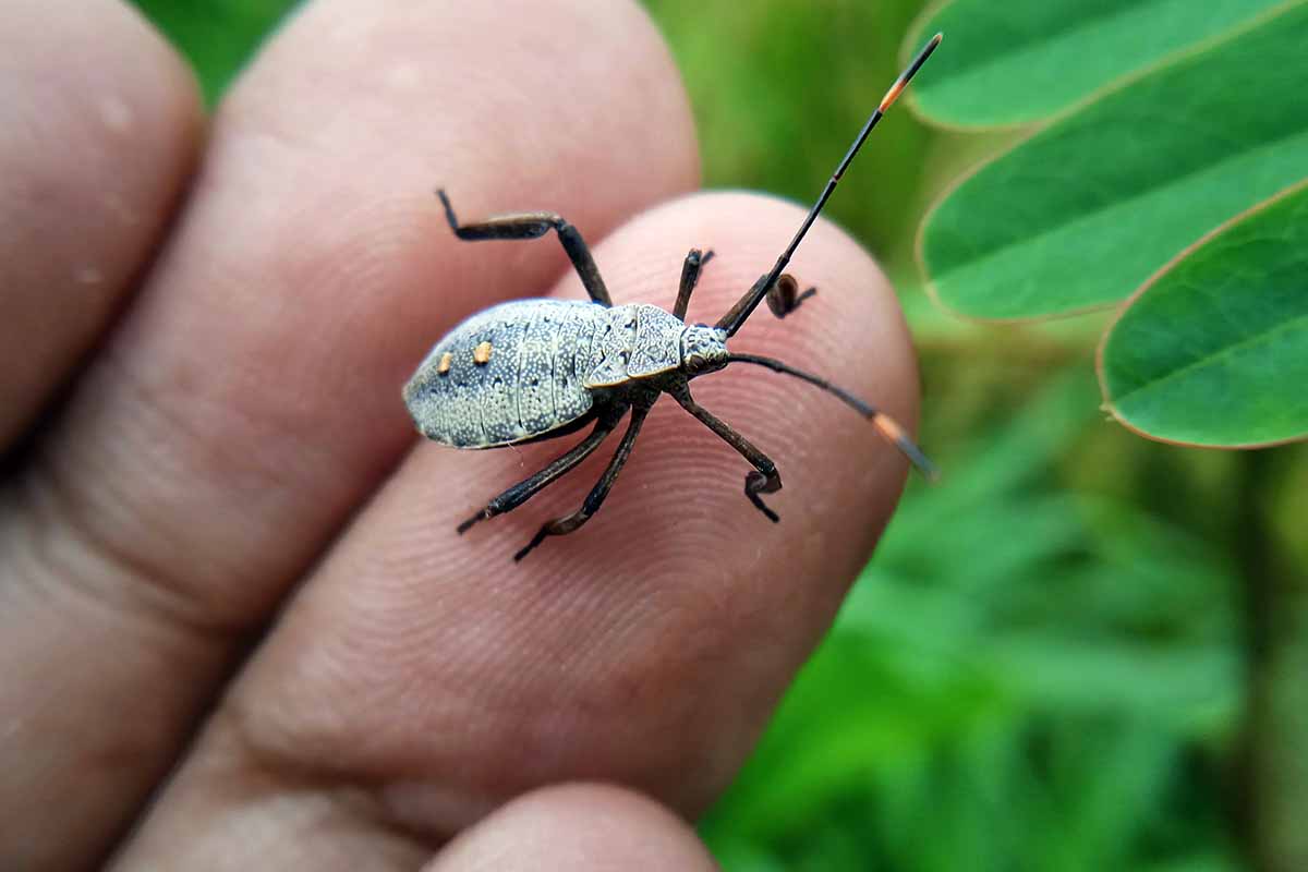 A horizontal close up photo of a squash bug on the end of a man's finger.