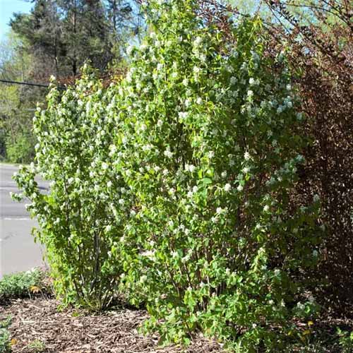 A close up square image of a large Amelanchier alnifolia 'Standing Ovation' growing by the side of a road.