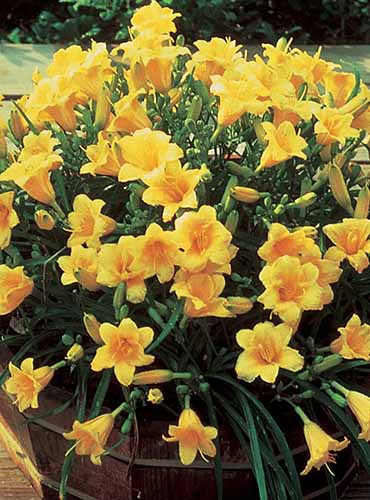 A close up of 'Stella d'Oro' daylilies growing in a large whiskey barrel container.