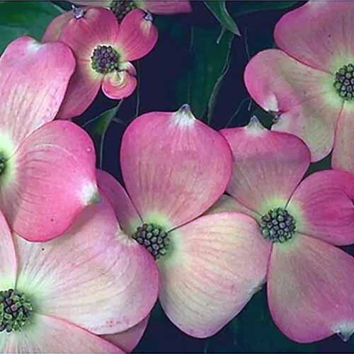 A square image of the pink and green flowers of Stellar Pink dogwood pictured on a soft focus background.