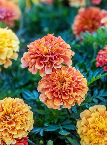 A close up of 'Strawberry Blonde' marigolds growing in the garden pictured on a soft focus background.