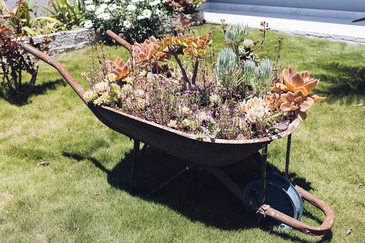 A close up horizontal image of an old wheelbarrow repurposed as a succulent planter in the garden.