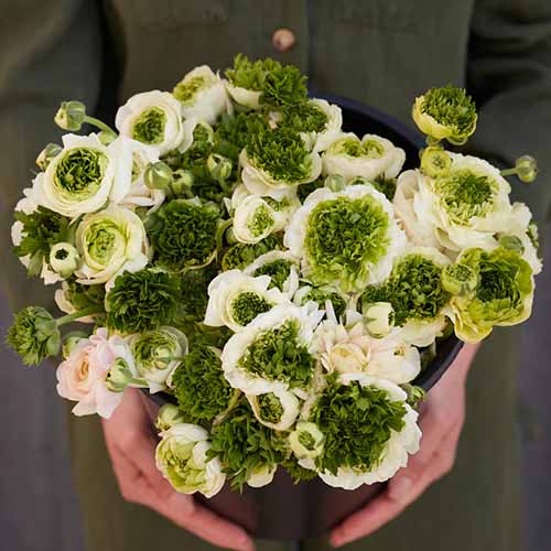 A square product photo of a Sugar Green White ranunculus bouquet being held by a pair of woman's hands.