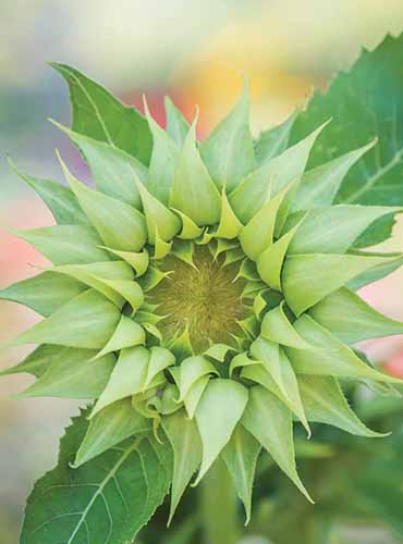 A vertical product photo of a Sun-Fill Green sunflower bloom shot close-up.
